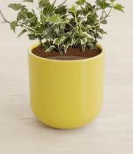 Charger l'image dans la galerie, Key Lime Yellow stand:all