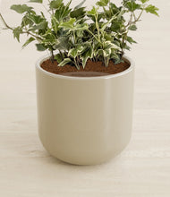 Charger l'image dans la galerie, Sage Green stand:all