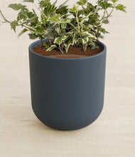 Load image into Gallery viewer, Iron Gray stand:all