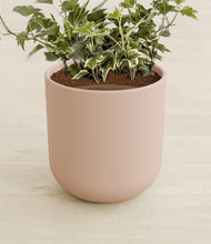 Load image into Gallery viewer, Sandy Pink stand:all