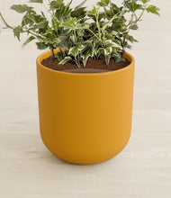Load image into Gallery viewer, Sunset Orange stand:all