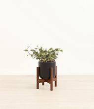 Charger l'image dans la galerie, Stone Black stand:dark