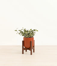 Charger l'image dans la galerie, Glossy Red stand:dark