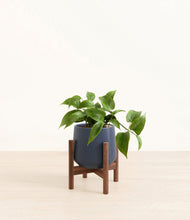 Load image into Gallery viewer, Deep Navy stand:walnut