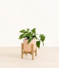 Load image into Gallery viewer, Gentle Pink stand:bamboo