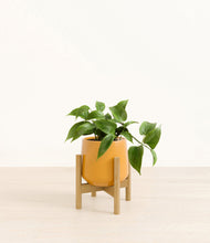 Load image into Gallery viewer, Mustard stand:bamboo