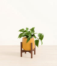 Load image into Gallery viewer, Mustard stand:walnut