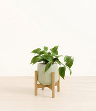 Load image into Gallery viewer, Turquoise stand:bamboo