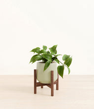 Load image into Gallery viewer, Turquoise stand:walnut