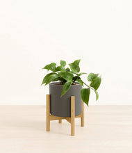 Load image into Gallery viewer, Dark Olive stand:bamboo