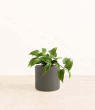 Load image into Gallery viewer, Dark Olive*****Profile