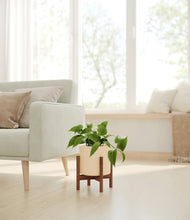 Load image into Gallery viewer, Cream stand:walnut