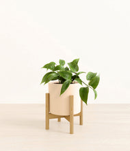 Load image into Gallery viewer, Cream stand:bamboo