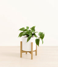 Load image into Gallery viewer, White stand:bamboo