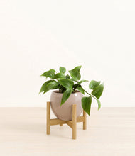 Load image into Gallery viewer, Desert Brown stand:bamboo