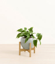 Load image into Gallery viewer, Deep Ocean stand:bamboo