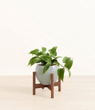 Load image into Gallery viewer, Deep Ocean stand:walnut