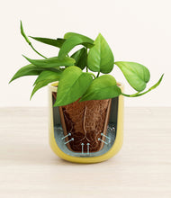 Load image into Gallery viewer, Key Lime Yellow stand:all