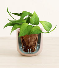 Load image into Gallery viewer, Sandy Pink stand:all