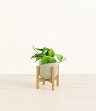 Load image into Gallery viewer, Turquoise stand:bamboo