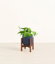 Load image into Gallery viewer, Deep Navy stand:walnut