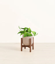 Load image into Gallery viewer, Eternal Gray stand:walnut