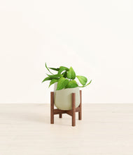 Load image into Gallery viewer, Turquoise stand:walnut