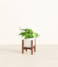 Load image into Gallery viewer, White stand:walnut