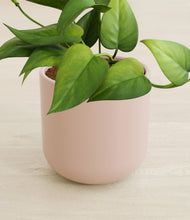 Load image into Gallery viewer, Sandy Pink stand:all