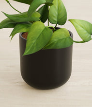 Load image into Gallery viewer, Stone Black stand:all