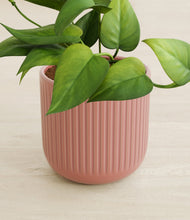 Load image into Gallery viewer, Striped Rose Pink stand:all