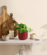 Load image into Gallery viewer, Striped Cherry Red