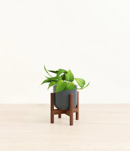 Load image into Gallery viewer, Iron Gray stand:walnut