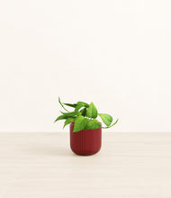 Load image into Gallery viewer, Striped Cherry Red*****Profile