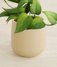 Load image into Gallery viewer, Almond Green stand:all