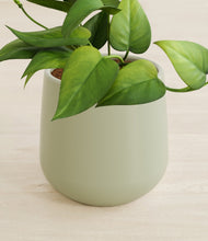 Load image into Gallery viewer, Turquoise stand:all