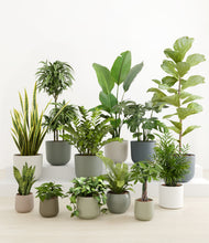 Load image into Gallery viewer, -