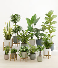 Load image into Gallery viewer, -