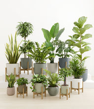 Load image into Gallery viewer, -