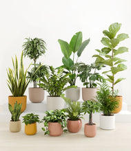 Load image into Gallery viewer, -