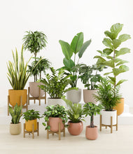 Load image into Gallery viewer, -