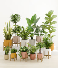 Load image into Gallery viewer, -