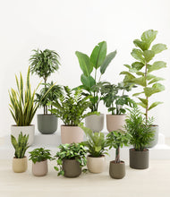 Load image into Gallery viewer, -