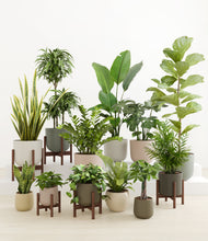 Load image into Gallery viewer, -