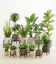 Load image into Gallery viewer, -