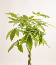 Load image into Gallery viewer, ALL