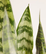 Load image into Gallery viewer, ALL