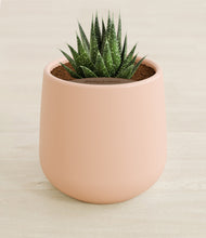 Load image into Gallery viewer, Gentle Pink stand:all