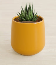 Load image into Gallery viewer, Mustard stand:all