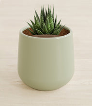 Load image into Gallery viewer, Turquoise stand:all